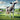 Holstein Cow